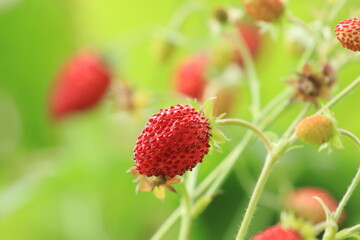 Strawberries fruit, organic cultivation in garden, red seasonal berry fruit