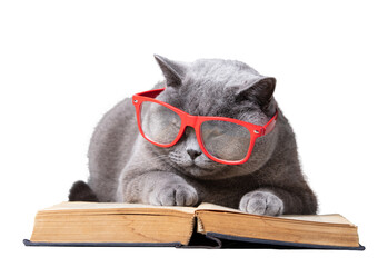 Intelligent cat reading a book, isolated on transparent white background. British shorthair