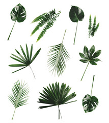 Tropical green leaves and plants collection. Set isolated on transparent white background