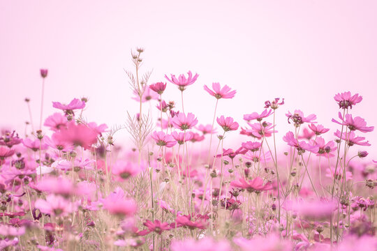 Soft blur focus of cosmos flowers field with vintage pink fillter