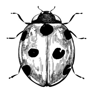 "Rubber Mallet" Images – Browse 457,295 Stock Photos, Vectors, and