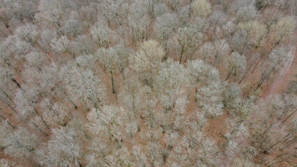 Forêt Luxembourg