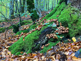 El musgo en el bosque 