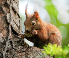 Fressendes Eichhörnchen im Baum