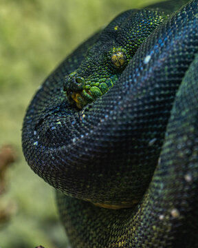 Snake