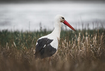 large white stork stands in the grass