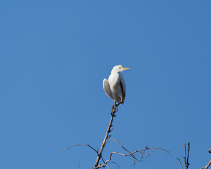 The Great egret (Ardea alba) standing on the branch with a clear blue sky in the background near the Zambezi River, Zambia