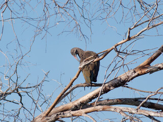 The Hadada Ibis (Bostrychia hagedash) standing on the branches with a clear blue sky in the background near the Zambezi River, Zambia