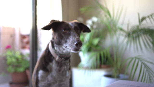 video dog at home approaches the camera, brown dog with white spots on the nose and chest, podenco and braco mix.