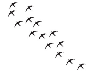 set of birds