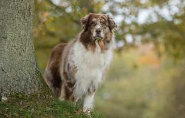 Australian Shepherd