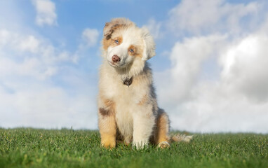 Australian Shepherd
