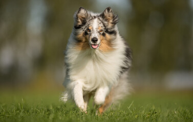 Australian Shepherd