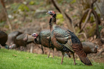 White Turkey in Tennessee