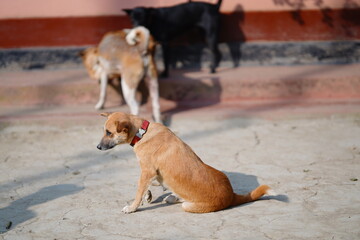 A very beautiful golden dog