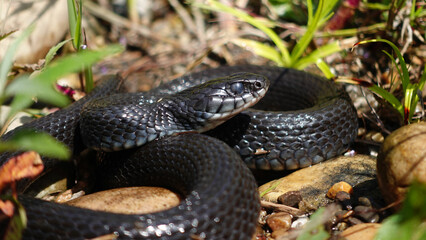 A melanic grass snake sunbathes on the river bank