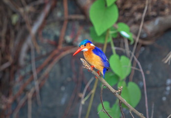 Kingfisher near the source of the Victoria Nile White Nile near the city of Jinja. Uganda