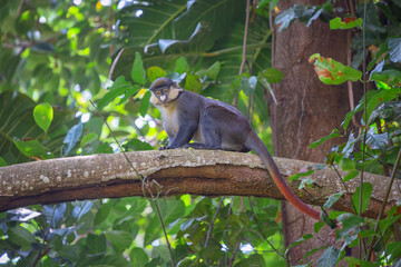 Red-tailed monkey Guenon Schmidt in the botanical garden of the city of Entebbe on the shores of Lake Victoria. Uganda