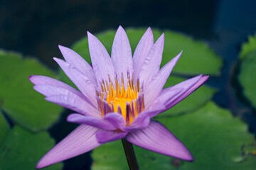 A purple lotus at Singapore art centre