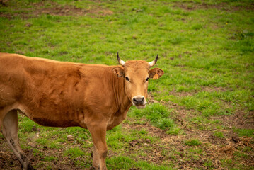 Detail shot of a typical light brown Asturian cow with small horns grazing in the middle of a large green meadow while looking at the camera near the small village Pendueles in Asturias.