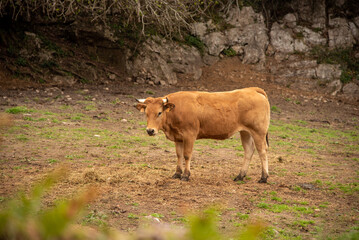 Typical light brown Asturian cow with small horns looking at the camera surrounded by a large green meadow near the small village Pendueles in Asturias.