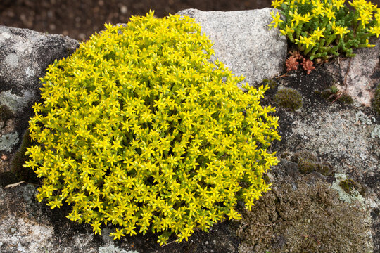 Touffe de poivre des murailles ou sedum &acirc;cre sur un mur en pierres
