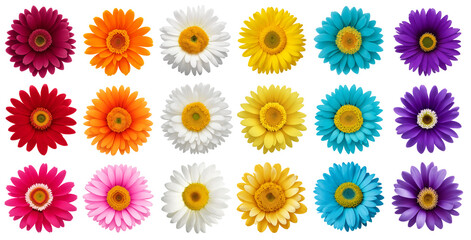 set of colorful daisy flowers, Generative AI