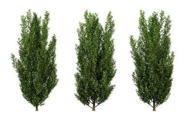 Carpinus betulus trees in transparent background, png tree, hornbeam leaf, 3d render illustration.