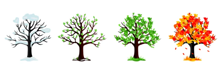 Fotobehang Cartoon tree collection. Set of different season tree. Winter, spring, summer, fall tree collection © top dog