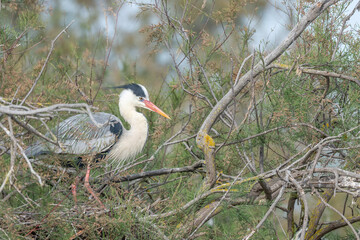 Fototapeta premium Grey heron (Ardea cinerea) on its nest in a nesting colony.