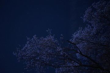 Cherry Blossoms Flower, Japanese Sakura blooming in Spring, Starry Night Background - ピンク...