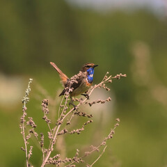 Songbird Bluethroat sings its songs in the grass