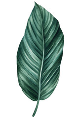 Dark blue tropical leaf isolated on white background, watercolor illustration, jungle design leaf