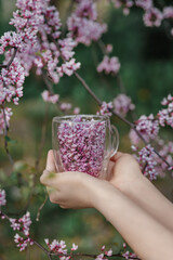 Transparent cup with tender pink flowers in woman's hands with blossoming branches in background, outdoor vertical seasonal spring or summer wallpaper, the idea of nature, freshness, health, blooming