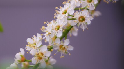 Wei&szlig;e Bl&uuml;ten