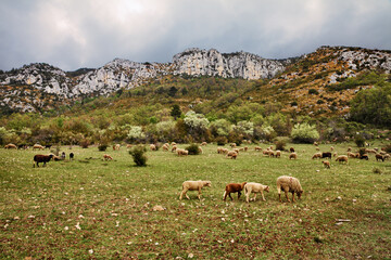 La Palud-sur-Verdon, Provence, France: landscape of the mountains in the Regional Natural Park of Verdon with a flock of sheep grazing in the pasture - 612281993