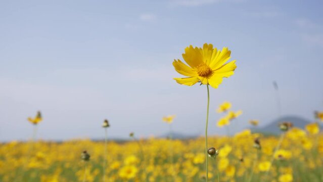 yellow flower sky green nature cloud grass
금계국 꽃밭 꽃 맑은 하늘 구름 초원 들판 4k
