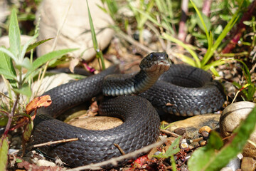 A melanic grass snake about to shed its old skin