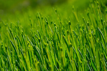 Field of flosed flower stems selective focus close-up with closed buds. Green color wallpaper