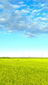 Beautiful landscape, green barley field and blue sky with fluffy clouds, vertical phone background