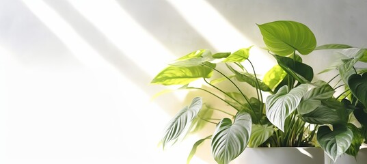 Minimalist style empty room with decorative plant. Generative AI technology.	

