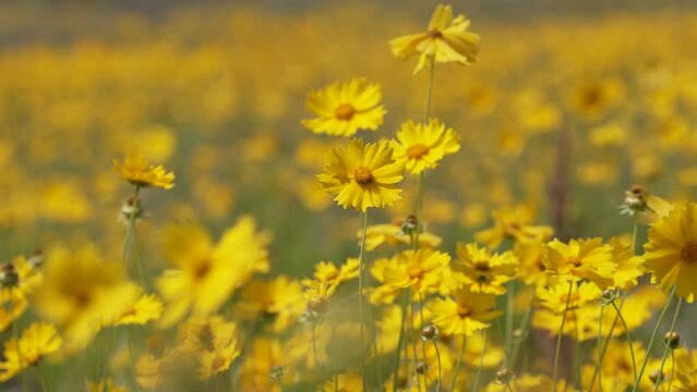 yellow flower sky green nature cloud grass
금계국 꽃밭 꽃 맑은 하늘 구름 초원 들판 4k
