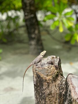 Tropical lizard at the beach