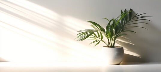 White wall and potted decorative plant. Generative AI technology.	
