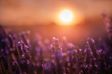 Blooming lavender flowers at sunset in Provence, France. Macro image.