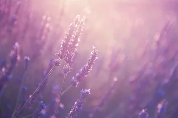 Foto op Plexiglas Blooming lavender flowers at sunset in Provence, France. Macro image © smallredgirl