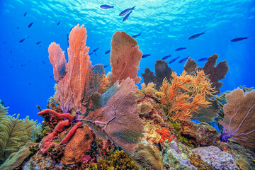 Fototapeta premium Caribbean coral garden