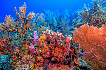 Caribbean coral garden