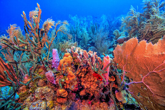 Caribbean coral garden