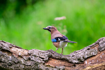 Jay, Garrulus glandarius, perched on a log